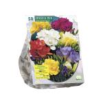 Baltus Freesia Double Mix bloembollen per 50 stuks