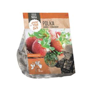 Baltus Strawberry Polka Aardbeien bloembollen per 5 stuks