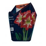 Baltus Amaryllis in Doos Gestreept Giftbox 4 kant