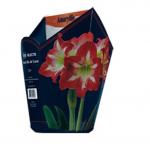 Baltus Amaryllis in Doos Gestreept Giftbox 6 kant