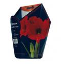 Baltus Amaryllis in Doos Rood Giftbox 6 kant