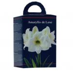 Baltus Amaryllis in Doos Wit Giftbox 4 kant