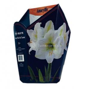 Baltus Amaryllis in Doos Wit Giftbox 6 kant