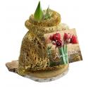 Baltus Amaryllis op houten plank goud bloembollen per 1 stuks