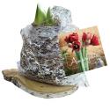 Baltus Amaryllis op houten plank silver bloembollen per 1 stuks