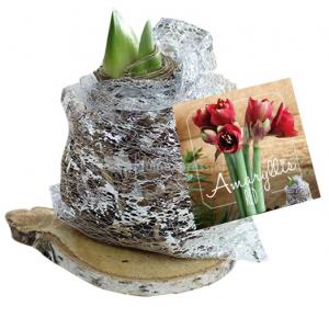 Baltus Amaryllis op houten plank silver bloembollen per 1 stuks