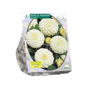 Baltus Dahlia Pompon Snowflake bloembollen per 1 stuks