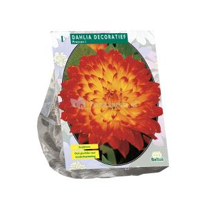 Baltus Dahlia Decoratief Proycon bloembol per 1