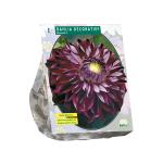 Baltus Dahlia Decoratief Osirium bloembol per 1