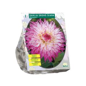 Baltus Dahlia Snoho bloembol per 1