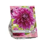 Baltus Urban Flowers Dahlia Le Baron bloembol per 1