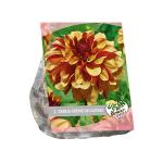 Baltus Urban Flowers Dahlia Creme de Cognac bloembollen per 1 stuks