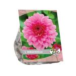 Baltus Urban Flowers Dahlia Rosella bloembollen per 1 stuks