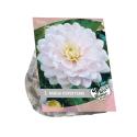 Baltus Urban Flowers Dahlia Silver Years bloembollen per 1 stuks