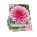 Baltus Urban Flowers Dahlia Onesta bloembollen per 1 stuks