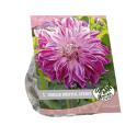 Baltus Urban Flowers Dahlia Bristol Stripe bloembollen per 1 stuks