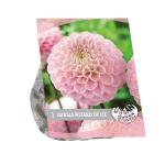 Baltus Urban Flowers Dahlia Wizard of Oz bloembol per 1