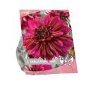 Baltus Urban Flowers Dahlia Purple Haze bloembollen per 1 stuks