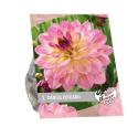 Baltus Urban Flowers Dahlia Zingaro bloembollen per 1 stuks