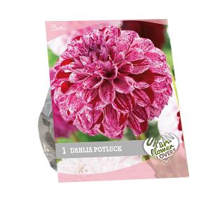 Baltus Urban Flowers Dahlia Potluck bloembol per 1