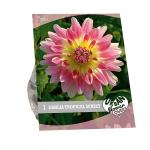 Baltus Urban Flowers Dahlia Tropical Sunset bloembollen per 1 stuks