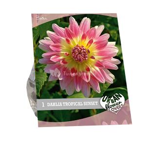 Baltus Urban Flowers Dahlia Tropical Sunset bloembollen per 1 stuks