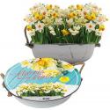 Baltus Giftbox Narcissus Mini Mix in Teil bloembollen per 12 stuks