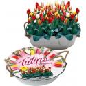 Baltus Giftbox Tulpen Greigii Mix in Teil bloembollen per 12 stuks