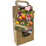 Baltus Giftbox Urban Flower Lovers Pretty Planted bloembollen per 50 stuks