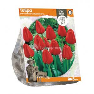 Rode Tulp