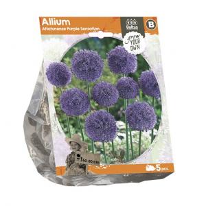 Baltus Allium Aflatunese Purple Sensation bloembollen per 5 stuks