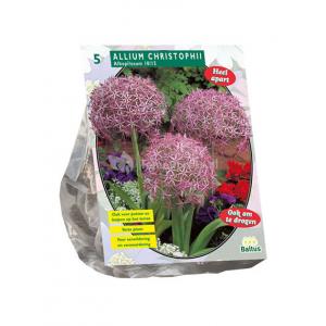 Baltus Allium Albopilosum Christophii bloembollen per 5 stuks