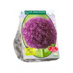 Baltus Allium Ambassador bloembol per 1 stuks