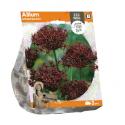 Baltus Allium Atropurpureum bloembollen per 3 stuks