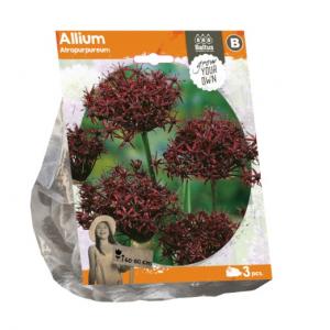 Baltus Allium Atropurpureum bloembollen per 3 stuks