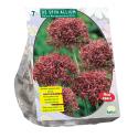 Baltus Allium Atropurpureum bloembollen per 7 stuks