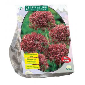 Baltus Allium Atropurpureum bloembollen per 7 stuks