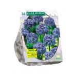 Baltus Allium Caeruleum Azureum bloembollen per 30 stuks