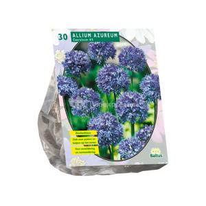 Baltus Allium Caeruleum Azureum bloembollen per 30 stuks