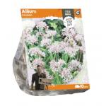 Baltus Allium Cameleon bloembollen per 10 stuks