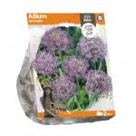 Baltus Allium Christophii bloembollen per 2 stuks