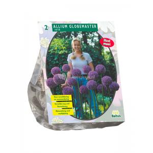 Baltus Allium Globemaster bloembollen per 2 stuks