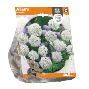 Baltus Allium Graceful bloembollen per 5 stuks