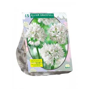 Baltus Allium Gracefull bloembollen per 15 stuks