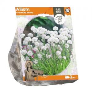 Baltus Allium Gracefully Beauty bloembollen per 3 stuks