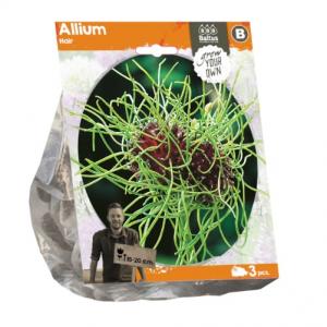 Baltus Allium Hair bloembollen per 3 stuks