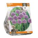 Baltus Allium Lucy Ball bloembollen per 1 stuks
