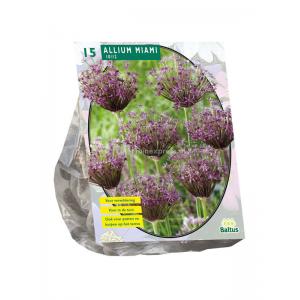 Baltus Allium Miami bloembollen per 15 stuks