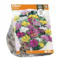 Baltus Allium Mini Mixed bloembollen per 25 stuks