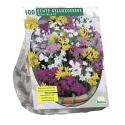 Baltus Allium Mix bloembollen per 100 stuks